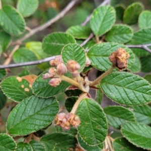 Pomaderris betulina at Cotter River, ACT - 25 May 2022