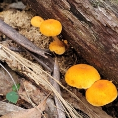 Unidentified Cap on a stem; gills below cap [mushrooms or mushroom-like] at Cotter River, ACT - 25 May 2022 by trevorpreston