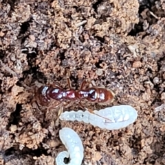 Amblyopone sp. (genus) at Cotter River, ACT - 25 May 2022 03:55 PM