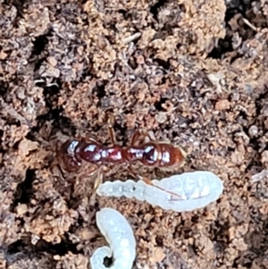 Amblyopone sp. (genus) at Cotter River, ACT - 25 May 2022 03:55 PM