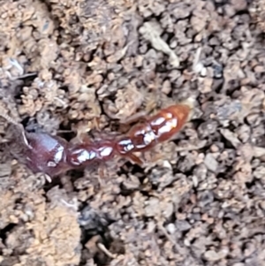 Amblyopone sp. (genus) at Cotter River, ACT - 25 May 2022 03:55 PM