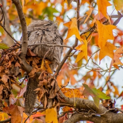 Podargus strigoides (Tawny Frogmouth) at Chapman, ACT - 25 May 2022 by Chris Appleton