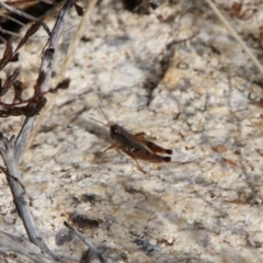 Phaulacridium vittatum (Wingless Grasshopper) at Mount Clear, ACT - 24 May 2022 by ChrisHolder