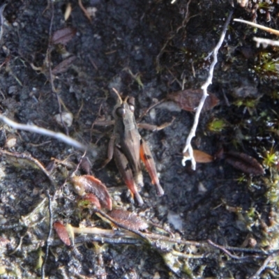 Phaulacridium vittatum (Wingless Grasshopper) at Mount Clear, ACT - 25 May 2022 by ChrisHolder