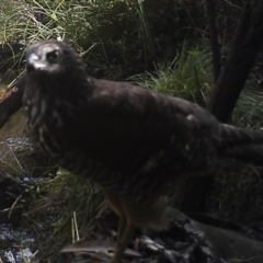 Tachyspiza fasciata (Brown Goshawk) at Booth, ACT - 21 Apr 2022 by ChrisHolder