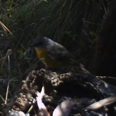 Eopsaltria australis (Eastern Yellow Robin) at Booth, ACT - 17 Apr 2022 by ChrisHolder