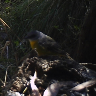 Eopsaltria australis (Eastern Yellow Robin) at Booth, ACT - 17 Apr 2022 by ChrisHolder