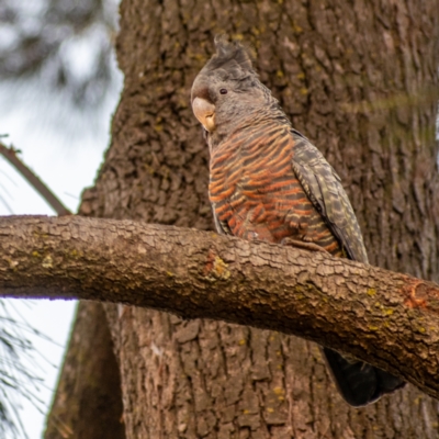 Callocephalon fimbriatum (Gang-gang Cockatoo) at Chapman, ACT - 22 May 2022 by Chris Appleton