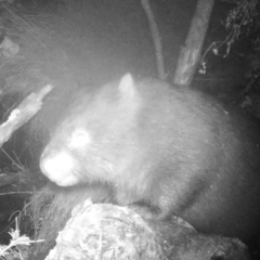 Vombatus ursinus (Common wombat, Bare-nosed Wombat) at Namadgi National Park - 1 May 2022 by ChrisHolder