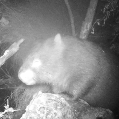 Vombatus ursinus (Common wombat, Bare-nosed Wombat) at Namadgi National Park - 1 May 2022 by ChrisHolder