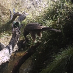 Tachyspiza fasciata (Brown Goshawk) at Booth, ACT - 21 Apr 2022 by ChrisHolder