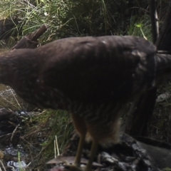 Tachyspiza fasciata (Brown Goshawk) at Booth, ACT - 21 Apr 2022 by ChrisHolder