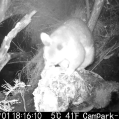 Trichosurus vulpecula (Common Brushtail Possum) at Namadgi National Park - 1 May 2022 by ChrisHolder