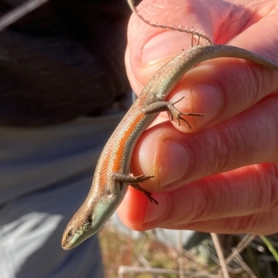 Carlia tetradactyla (Southern Rainbow Skink) at Murrumbateman, NSW - 21 May 2022 by ALCaston