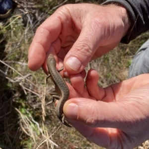 Carlia tetradactyla at Murrumbateman, NSW - 21 May 2022 02:15 PM