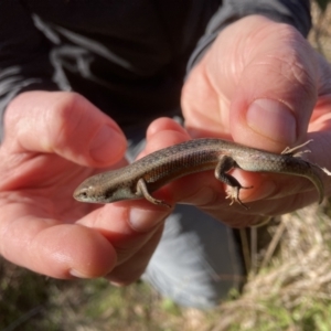 Carlia tetradactyla at Murrumbateman, NSW - 21 May 2022 02:15 PM