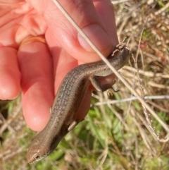 Carlia tetradactyla at Murrumbateman, NSW - 21 May 2022 02:15 PM