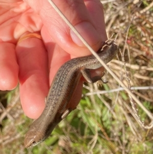 Carlia tetradactyla at Murrumbateman, NSW - 21 May 2022 02:15 PM