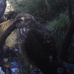 Tachyspiza fasciata (Brown Goshawk) at Booth, ACT - 20 Apr 2022 by ChrisHolder