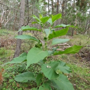 Solanum mauritianum at Isaacs, ACT - 25 May 2022