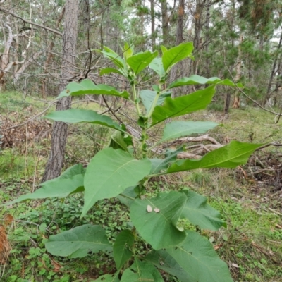 Solanum mauritianum (Wild Tobacco Tree) at Isaacs, ACT - 25 May 2022 by Mike