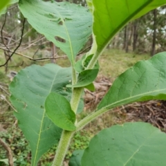 Solanum mauritianum at Isaacs, ACT - 25 May 2022