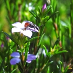 Lasioglossum (Chilalictus) erythrurum at Holder, ACT - 24 May 2022 by Miranda