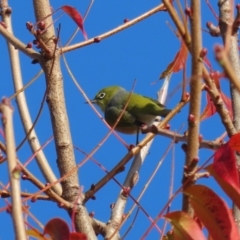 Zosterops lateralis (Silvereye) at Gordon, ACT - 24 May 2022 by RodDeb