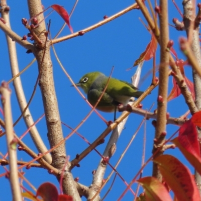 Zosterops lateralis (Silvereye) at Gordon Pond - 24 May 2022 by RodDeb