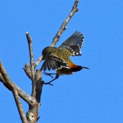 Pardalotus punctatus (Spotted Pardalote) at Gordon, ACT - 24 May 2022 by RodDeb