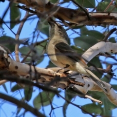 Pachycephala pectoralis (Golden Whistler) at Gordon Pond - 24 May 2022 by RodDeb