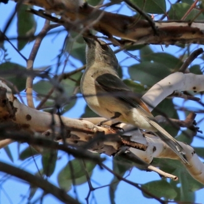 Pachycephala pectoralis (Golden Whistler) at Gordon Pond - 24 May 2022 by RodDeb