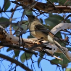 Pachycephala pectoralis at Gordon, ACT - 24 May 2022