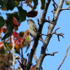 Pachycephala pectoralis at Gordon, ACT - 24 May 2022 01:22 PM