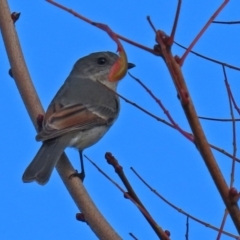 Pachycephala pectoralis at Gordon, ACT - 24 May 2022