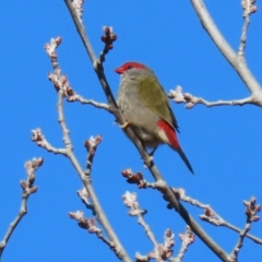 Neochmia temporalis (Red-browed Finch) at Gordon, ACT - 24 May 2022 by RodDeb