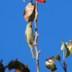 Ptilotula penicillata (White-plumed Honeyeater) at Gordon, ACT - 24 May 2022 by RodDeb