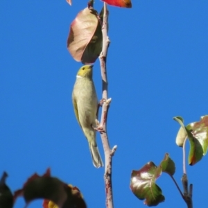 Ptilotula penicillata at Gordon, ACT - 24 May 2022