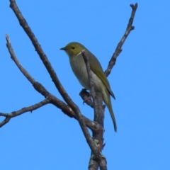 Ptilotula penicillata at Gordon, ACT - 24 May 2022