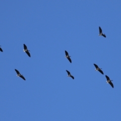 Threskiornis spinicollis at Gordon, ACT - 24 May 2022