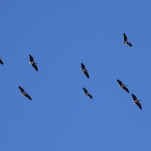 Threskiornis spinicollis at Gordon, ACT - 24 May 2022