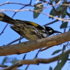 Phylidonyris novaehollandiae (New Holland Honeyeater) at Gordon Pond - 24 May 2022 by RodDeb