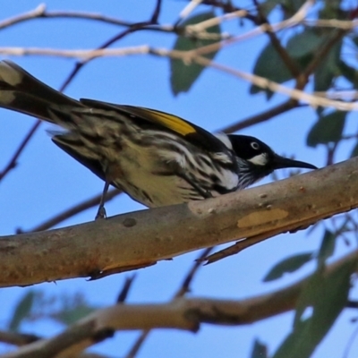 Phylidonyris novaehollandiae (New Holland Honeyeater) at Gordon Pond - 24 May 2022 by RodDeb