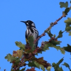 Phylidonyris novaehollandiae at Gordon, ACT - 24 May 2022