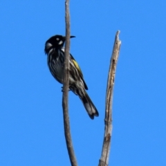 Phylidonyris novaehollandiae at Gordon, ACT - 24 May 2022