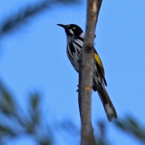 Phylidonyris novaehollandiae at Gordon, ACT - 24 May 2022