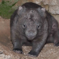 Vombatus ursinus (Bare-nosed Wombat) at Paddys River, ACT - 25 May 2022 by TimL