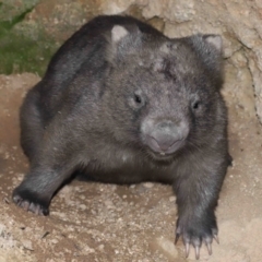 Vombatus ursinus at Paddys River, ACT - 25 May 2022