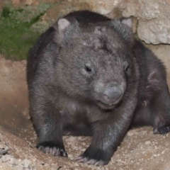 Vombatus ursinus at Paddys River, ACT - 25 May 2022