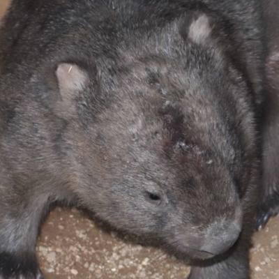 Vombatus ursinus (Common wombat, Bare-nosed Wombat) at Paddys River, ACT - 25 May 2022 by TimL